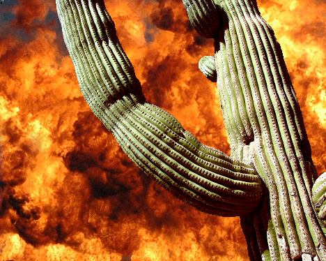 Cactus, Explosion - Calum Finnigan